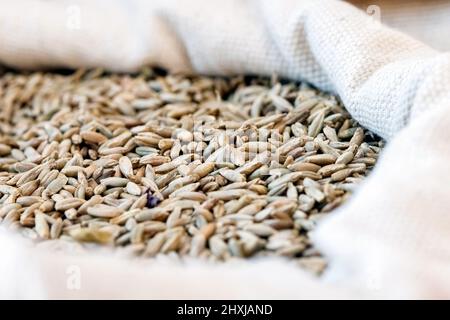 Wheat grains in burlap sack close up. Rural agriculture concept. Stock Photo