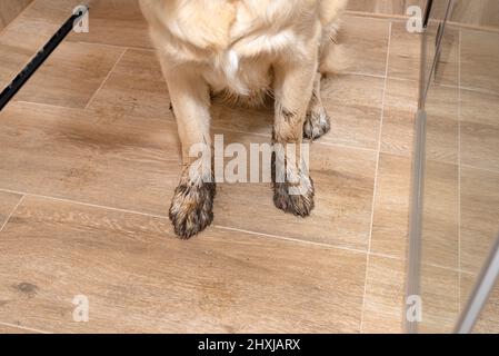 Young golden retriever sitting in the shower on ceramic tiles with dirty paws. Stock Photo