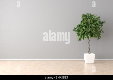 Large room mockup. A Ficus Tree in an empty room with hardwood floor and an empty wall. Stock Photo