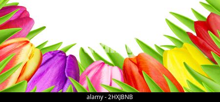 Various colorful tulips isolated against white background closeup Stock Photo