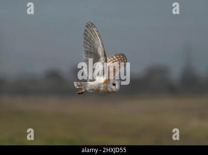 A wild Barn Owl, Tyto alba, in flight, hunting over farmland, Lancashire, UK Stock Photo
