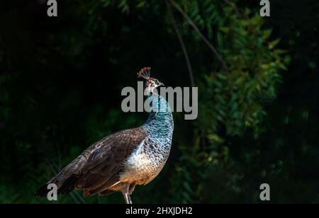 Peafowl is a common name for three bird species in the genera Pavo and Afropavo within the tribe Pavonini of the family Phasianidae, the pheasants and Stock Photo