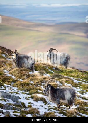 Cheviot Wild Goats in the Northumberland hills above College Valley in winter with snow on the slopes. Stock Photo