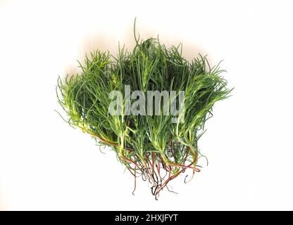 agretti (scientific name Salsola soda aka as opposite-leaved saltwort, Russian thistle or barilla plant) vegetables vegetarian food Stock Photo