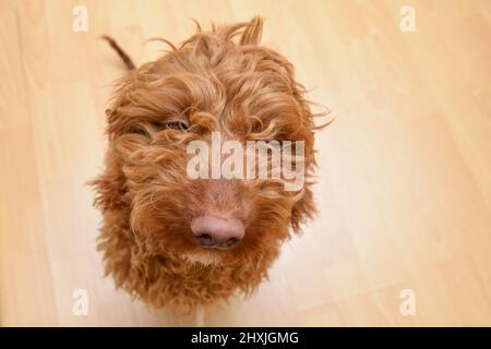Funny dog looks up towards the camera Stock Photo