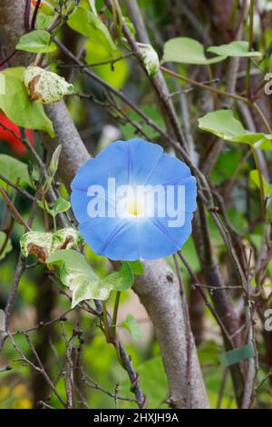 Ipoemea tricolor 'Heavenly Blue'. Morning glory flower. Stock Photo