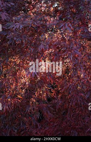 Light shining through Acer palmatum Inaba-shidare Stock Photo