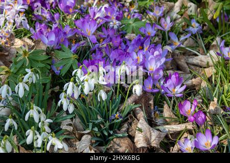 Wild crocuses (Crocus sativus) and snowdrops (Galanthus nivalis) on a spring meadow covered with leaves in Germany in March Stock Photo