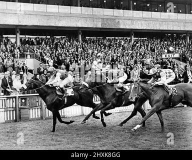 Redcar Racecourse is a thoroughbred horse racing venue located in Redcar, North Yorkshire. Claudio Nicolai wins the top race of the day, the William Hill Gold Cup at Redcar. Ardoon was second and Lord Helpus third. 6th August 1976. Stock Photo