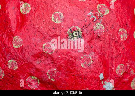 Top view of weathered hand painted red stone stool with faded green spots in fairy garden.  Stock Photo