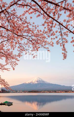 Mt. Fuji as scene from Kawaguchi Lake, Japan in spring season with cherry blossoms. Stock Photo