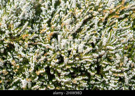 Close up of beautiful flowering lucky white heather plant, Calluna Vulgaris, in the Glen of Aherlow, Tipperary, Ireland. Stock Photo