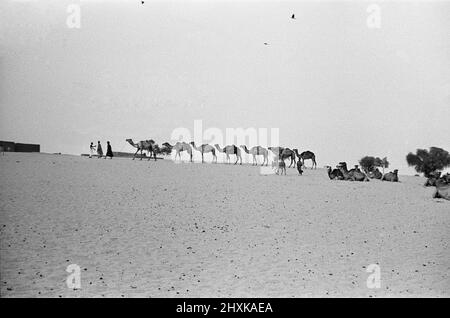 Since the Middle Ages, camel caravans have navigated north from the fabled city of Timbuktu, in search of the salt.Traveling across the windswept sand dunes, caravans often numbering more than hundred journey to the salt mines of Taudenni, 500 miles north of Timbuktu. Our Picture Shows: One of the many camel trains resting on the outskirts of Timbuktu following a 14 day return journey from the salt mines. 23rd May 1976 Stock Photo