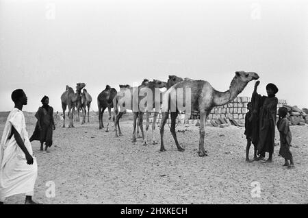 Since the Middle Ages, camel caravans have navigated north from the fabled city of Timbuktu, in search of the salt.Traveling across the windswept sand dunes, caravans often numbering more than hundred journey to the salt mines of Taudenni, 500 miles north of Timbuktu. Our Picture Shows: Berber tribesmen tending to  one of the many camel trains resting on the outskirts of Timbuktu following a 14 day return journey from the salt mines. 23rd May 1976 Stock Photo