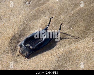 mermaid’s purse washed up on the beach, Westward Ho!, Devon, UK Stock Photo