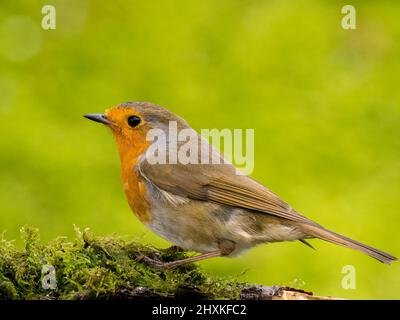 Robin foraging in early spring in mid Wales Stock Photo