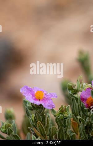 Cistus albidus, grey leaved cistus, growing on the side of the mountain in Spain Stock Photo