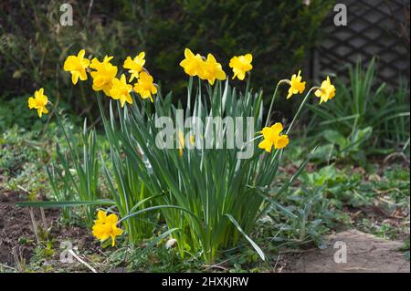 Daffodils in bloom in an early spring garden Stock Photo