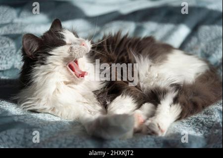 Long haired cat yawning while reclining on bedding Stock Photo