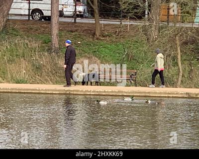 black Dog walker man walks dog in England by lake uk with ducks on a pond birds bench seat form UK British park parks road reflection hat walk Stock Photo