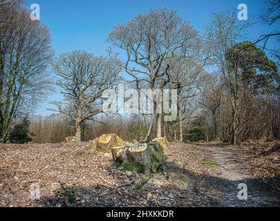 Felled trees  in woodland on a sunny winters day Stock Photo