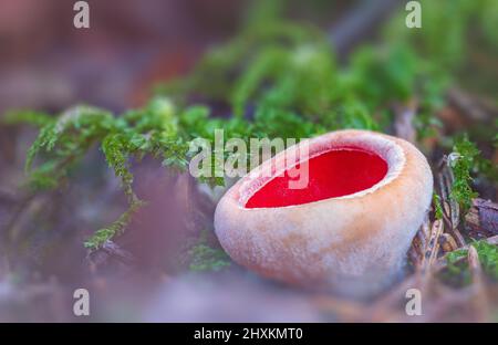Sarcoscypha austriaca - a saprobic rare nonedible fungus known as the scarlet elfcup. Beige mushroom cups scarlet inside growing on a fallen tree Stock Photo
