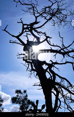 Silhouette of twisted branches of old Torrey Pine tree with sunburst through upper limbs Stock Photo