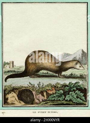 Polecat ferret or Le Furet Putois.  Engraving created in 1700s for French naturalist, Georges-Louis Leclerc, Comte de Buffon (1707-1788), from a drawing by French wildlife artist, Jacques Henri E. De Sève (fl.1742-1788).  The engraving appeared in Buffon’s influential work on natural history, the 36-volume 'Histoire Naturelle, générale et particulière …’,  published between 1749 and 1788. This illustration, later coloured by hand, comes from the rare 1780 French edition of the ‘Histoire'. Stock Photo