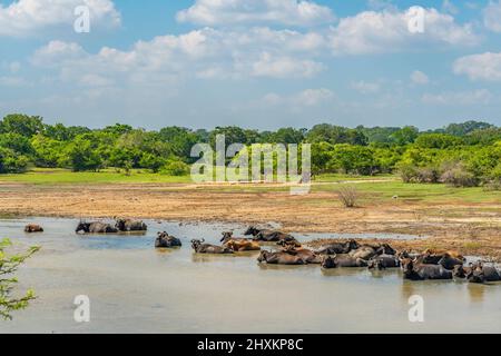 Water buffalo resting in the water at the Yala National Park in Sri Lanka. Stock Photo