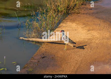 The red-wattled lapwing at the Yala National Park in Sri Lanka Stock Photo
