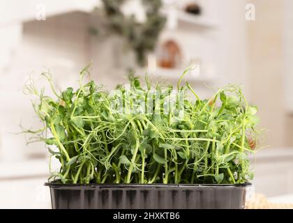 Fresh pea microgreens tops. Healthy eating and urban farming concept