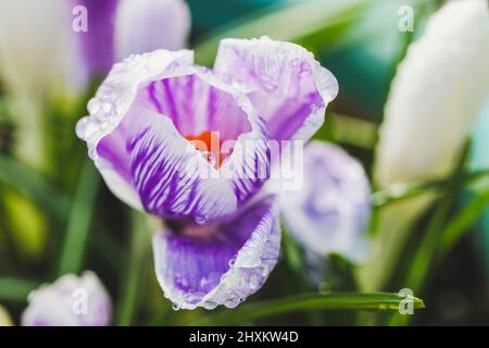 Spring crocus flower with dew drops on petals. Bloom of violet purple and white colors with yellow orange stamens.Growth concept. Dublin, Ireland Stock Photo
