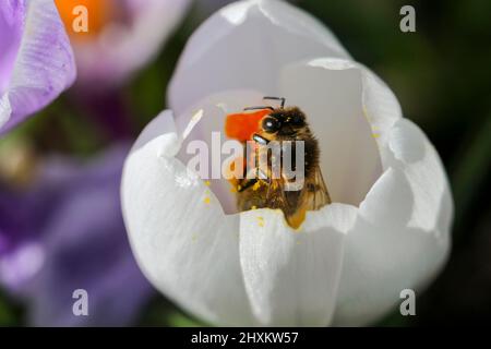 Honey bee pollinates white crocus flower. Macro closeup in Spring sunshine. Egg like for Easter Spring. Dublin, Ireland Stock Photo