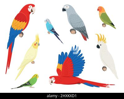 Set of different parrots. Vector illustration set of colorful exotic parrots isolated on white background. Side view, profile. Stock Vector