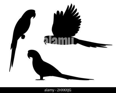Set macaw parrot silhouettes. Vector illustration set of black silhouettes of exotic macaw parrots isolated on white background. Icon, side view. Stock Vector
