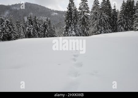 traces in freshly fallen deep snow with forest of snow covered firs and spruces in the background Stock Photo