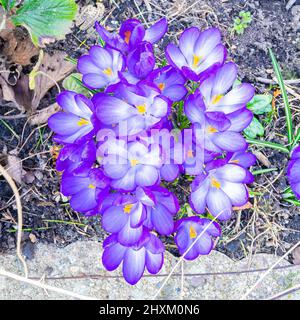View from above on purple colored crocuses in a garden Stock Photo