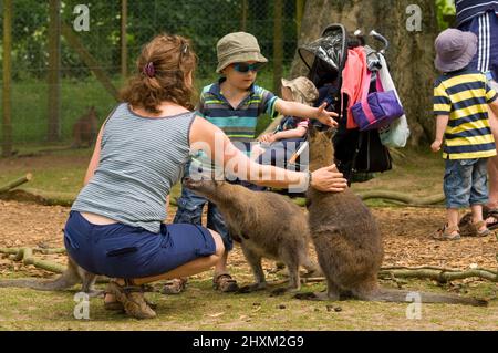 Young children petting wallaby, Manor House Wildlife Park, Pembrokeshire, Wales, UK, Europe Stock Photo
