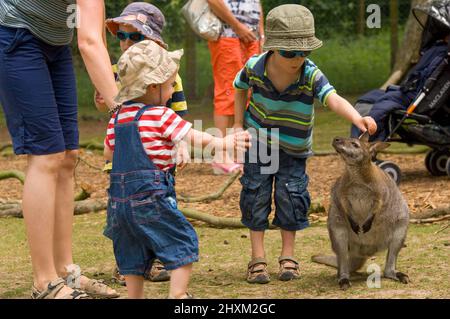 Young children petting wallaby, Manor House Wildlife Park, Pembrokeshire, Wales, UK, Europe Stock Photo