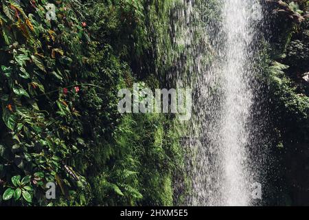 Waterfall, Green leaves background. Natural tropical backdrop nature forest. Stock Photo