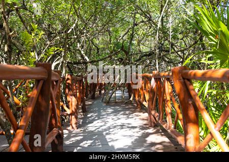 Mexico tourism destination, caves and pools of Cenote Casa Tortuga near Tulum and Playa Del Carmen. Stock Photo