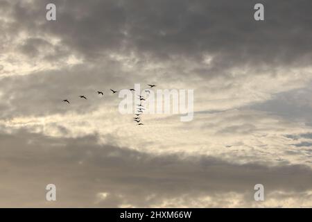 A flock of birds flying with a wedge in the blue sky.  Stock Photo