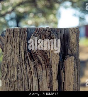 An old, weathered tree stump with a flat top. Stock Photo