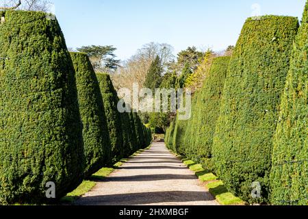 Clipped Yew walk, Tyntesfield, Bristol, North Someset, UK Stock Photo