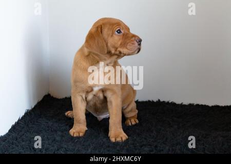 A single red fox labrador puppy on a dark rug with a white background. Stock Photo