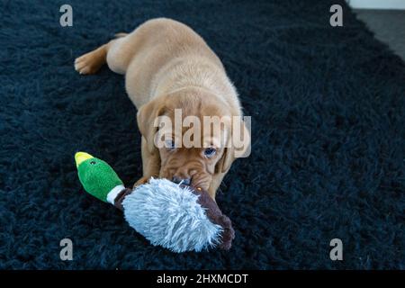 A red fox labrador retriever puppy playing with a toy on a dark brown rug. Stock Photo