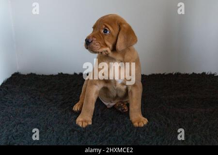 A single red fox labrador puppy on a dark rug with a white background. Stock Photo
