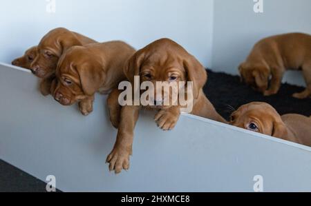 Fox Red Labrador puppies in a whelping box. Stock Photo