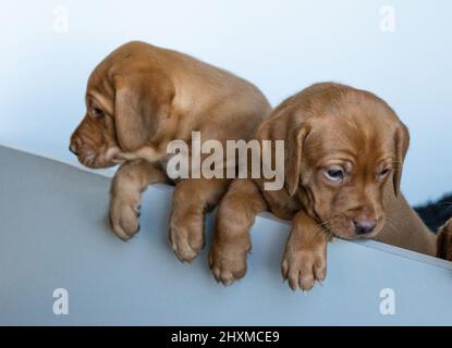 Fox Red Labrador puppies in a whelping box. Stock Photo