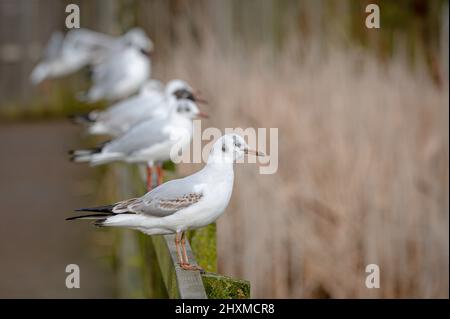 Black-headed gulls, chroicocephalus ridibundus, in winter plumage perched on fence posts Stock Photo